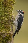Masculino downy woodpecker no musgo poleiro no bosque, close-up . — Fotografia de Stock
