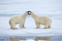 Чоловіка полярні ведмеді, боротьба на снігу Шпіцберген, Норвезька Арктики — стокове фото