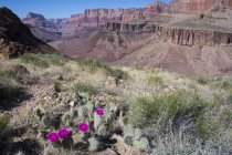 Mojave-Kakteen in trockener Landschaft mit Gerberpfad, Grand Canyon, Arizona, Vereinigte Staaten von Amerika — Stockfoto
