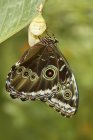 Papillon tropical assis sur la plante, gros plan — Photo de stock