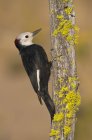 White-headed woodpecker sitting on mossy tree. — Stock Photo