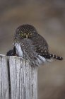Northern pygmy owl perched on wooden stump. — Stock Photo