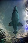 Blick auf Hai, der in gefährlicher Lagune, Toronto, Kanada schwimmt — Stockfoto