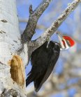 Pileated woodpecker perched on aspen tree with hollow, low angle view. — Stock Photo