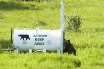 Black bear entering live trap, Waterton Lakes National Park, Alberta, Canada. — Stock Photo