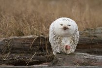 Snowy owl perching on wood and eating in autumnal meadow. — Stock Photo