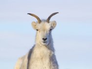 Hoofed chèvre de montagne regardant à la caméra sur fond bleu . — Photo de stock