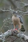 Cooper hawk perched on mossy tree with prey in claws. — Stock Photo