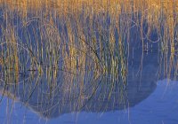 Тростник вдоль короткой линии озера Маскинонж, Национальный парк Уотертон Лейкс, Альберта, Канада — стоковое фото