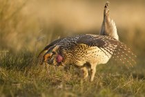 Tétras à queue fine mâles dans la danse de l'accouplement dans la prairie — Photo de stock