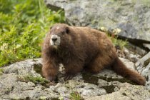 Brown Vancouver Island Marmot sitting on rocks in alpine meadow, close-up. — Stock Photo