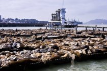 Sea Lions at Fisherman Wharf, San Francisco, États-Unis — Photo de stock