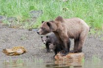 Грізлі ведмідь і дитинчата стоять на береговій лінії, шукаючи їжу . — стокове фото