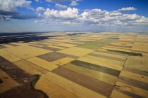 Scena aerea rurale di terreni agricoli di saskatchewan, Canada . — Foto stock