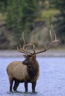 Elk standing in water of river in Alberta, Canada. — Stock Photo