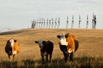 Mulini a vento e bovini da pascolo nei pressi di Pincher Creek, Alberta, Canada . — Foto stock