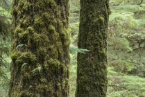 Troncs d'épinettes de Sitka recouverts de mousse au sentier Rainforest près de Tofino, Colombie-Britannique, Canada — Photo de stock