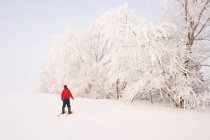 Un hombre raquetas de nieve hacia los árboles cubiertos de heladas en el cinturón de refugio, cerca de Cooks Creek, Manitoba, Canadá - foto de stock