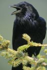 Corvo comune appollaiato e chiamando rami di abete . — Foto stock