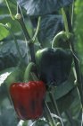 Rote reife und unreife Paprika, die im Gewächshaus wachsen. — Stockfoto