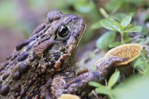 Close-up of western toad on forest mushrooms — Stock Photo