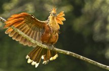 Птица Хоацин с распростертыми крыльями на ветке тропических лесов Амазонки, Эквадор — стоковое фото