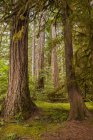 Tronchi d'albero nel Parco Nazionale delle Cascate del Nord, Washington, USA — Foto stock