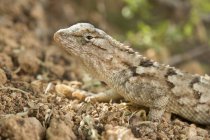 Western fence lizard on rocky ground of Arizona, USA — Stock Photo