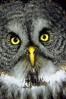 Adult great gray owl, close-up portrait. — Stock Photo