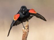 Pássaro-preto-de-asa-vermelha empoleirado e chamando cattail em pântano . — Fotografia de Stock