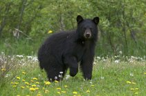 Urso negro americano selvagem em grama de verão no Parque Provincial de Quetico, Ontário, Canadá . — Fotografia de Stock