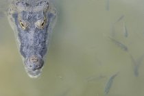 Мексиканский крокодил и рыба в речной воде Коба, Кинтана-Ру, Мексика — стоковое фото