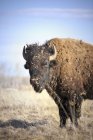 Plains bison shedding winter coat at prairie of Manitoba, Canada — Stock Photo