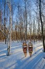 Birch forest and snowshoes in snow, Mount Nemo Conservation Area near Burlington, Ontário, Canadá — Fotografia de Stock