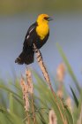 Yellow-headed blackbird perched on cattail, close-up — Stock Photo