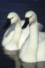 Tundra swans swimming in water, close-up — Stock Photo