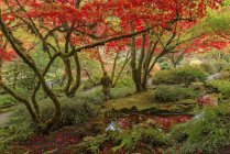 Follaje otoñal en Jardín Japonés, Butchart Gardens, Brentwood Bay, Columbia Británica, Canadá - foto de stock