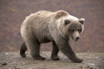 Urso pardo selvagem no Polychrome Pass no Parque Nacional de Denali, Alasca . — Fotografia de Stock