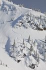 Männliche Backcountry-Snowboarder fahren in revelstoke mountain backcountry, Kanada — Stockfoto