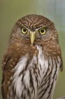 Brown Northern pygmy owl looking in camera, close-up. — Stock Photo