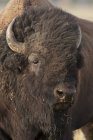 Shedding plains bison standing outdoors, portrait. — Stock Photo