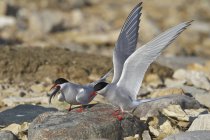Arctic terns perching on coastal boulder and eating fish. — Stock Photo