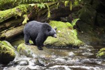 Чорний ведмідь риболовлі у воді Торнтон крик, острова Ванкувер, Британська Колумбія, Канада — стокове фото