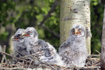 Grandes polluelos de búho gris sentados en el nido en el árbol . - foto de stock