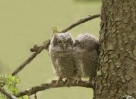 Western screech owlets sitting on fir tree branch. — Stock Photo