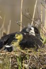 Ganso de Canadá con polluelos recién nacidos en Ontario, Canadá - foto de stock