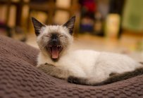 Siamês gatinho bocejando entusiasticamente em casa — Fotografia de Stock