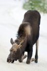Moose calf eating salt from winter road, Jasper National Park, Alberta, Canada — Stock Photo