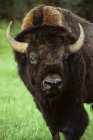 Bull bison pastoreando na pradaria de Alberta, Canadá — Fotografia de Stock