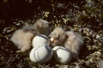 Búhos recién eclosionados de orejas cortas en el nido . - foto de stock